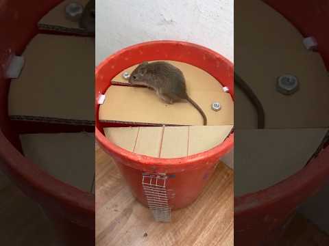 caer en la trampa/Idea de trampa para ratones con cartón #rat #pets