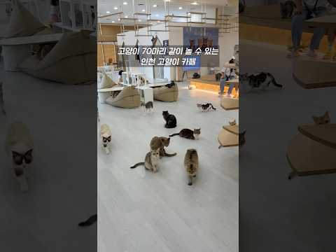 고양이 70마리랑 같이 놀 수 있는 인천 도화동 고양이 카페 부타캣