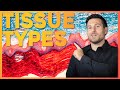 Exploring the Four Tissue Types in Histology
