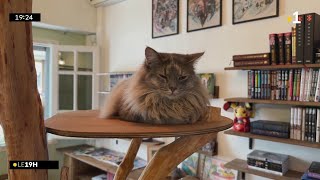 A Saint-Denis, le concept du bar à chat séduit