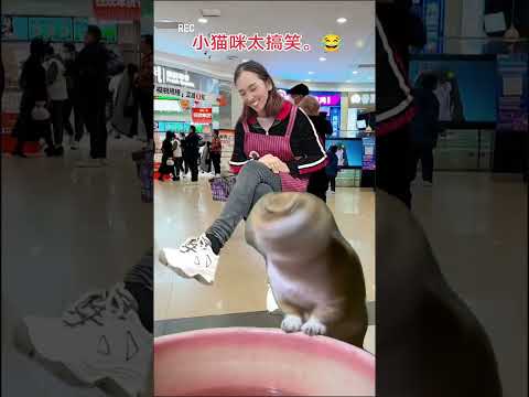 Cats that have become spirits. Cats' confusing behavior. How dramatic can kittens be? Cat videos