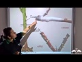 Grafting Techniques and Concepts