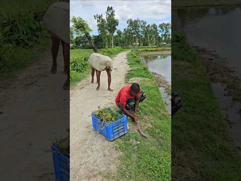 The cow wants to eat grass.16