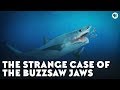 Helicoprion and Paleontology Mysteries