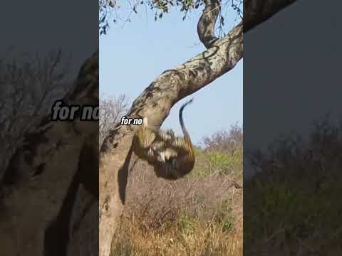 Leopard was so shocked, he couldn’t even think.