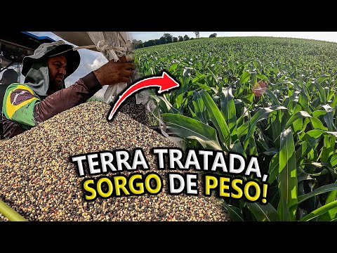COBERTURA CABECEIRA DE ADUBO NO SORGO