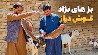 گزارش ویژه از فارم پرورش بز با نژادهای کمیاب و گوش‌دراز افغانستان