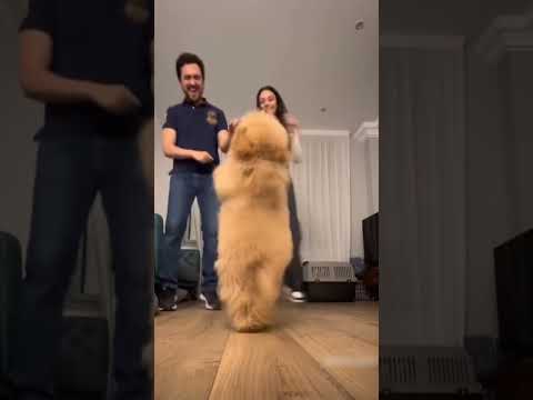 These 🐶 know how to boogie 😂😂 #funny #funnydogs #dancing #viral #shorts