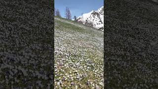 Frühling in der Ferienregion Ahrntal 🌱 Primavera nell'area vacanze Valle Aurina 🌱