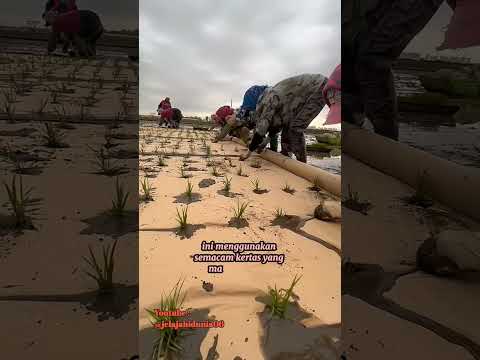 Terobosan terbaru cara menanam padi super hemat #shorts #shortvideo