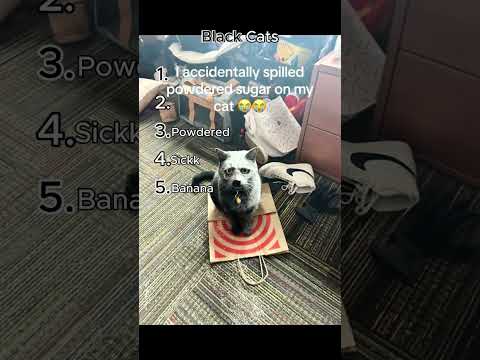 Funniest Black Cat Clips 😂🐾 Part 34 #cat #catvideos #funnycatvideos