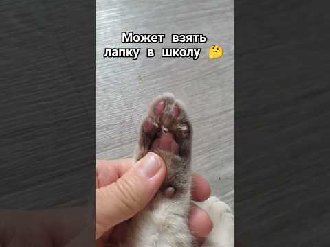 #лапка 🐱#популярное