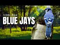 Blue Jays: Nature's Clever Birds