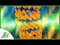 Understanding DNA and Optical Tweezers