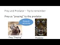 Food Chain Dynamics and Relationships