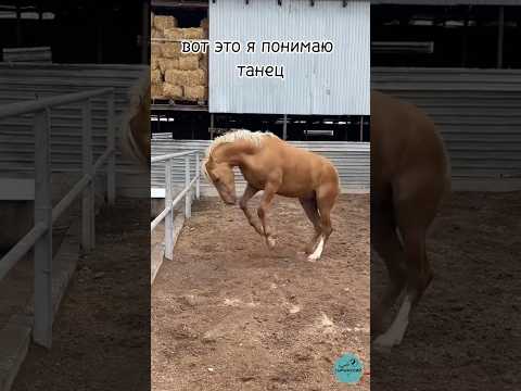 The horse is dancing/ Жылқының биі #horse #асау #лошади #кони #ат #animals #атбеги