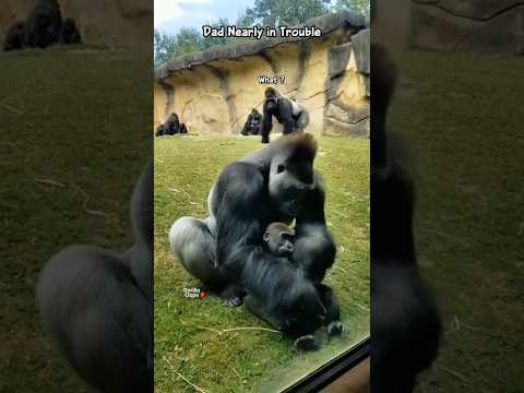 Dad Nearly In Trouble! ๐ #gorilla #gorillatag #funny #fyp