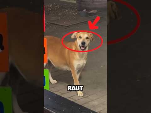 ketika si anjing mendapat perhatian dari penjual nasi#shorts #trendingshorts