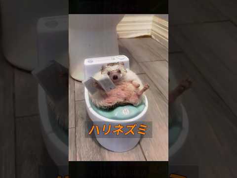 生まれたばかりのハリネズミは鶏の手羽のように見えますか? #animals #動物プロダクション #自然