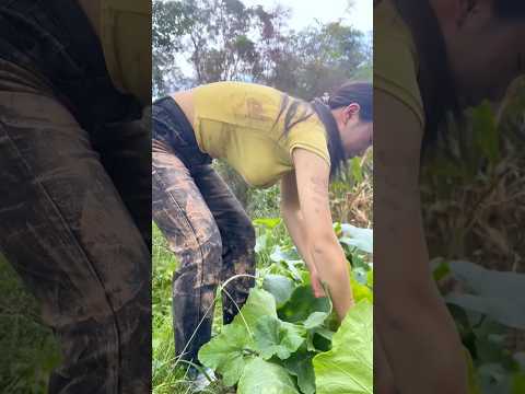 pick ripe pumpkin