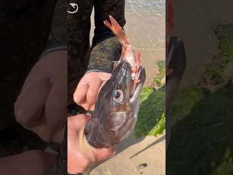 il pesce MORTO SOFFOCATO #lovefish #grongo #scorfano