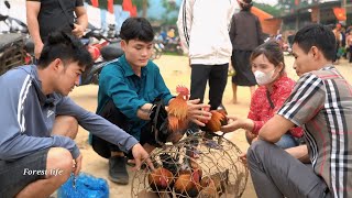 Cucumber Harvest, Bring wild chicken to market to sell, My daily life