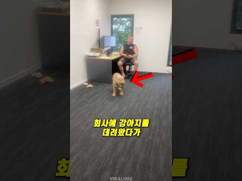 회사에 강아지 데려왔다가 난리가 났네요