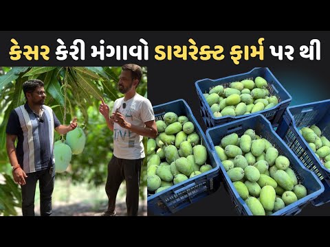 વલસાડ ધરમપુર ની કેસર કેરી મંગાવો ડાયરેક્ટ ફાર્મ પર થી ખેડૂત પાસે થી સીધા તમારા ઘરે Valsad Dharampur