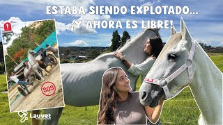 Rescaté Un Caballo Maltratado Y Ahora Es Libre | La Historia De Ángel - Lauvet