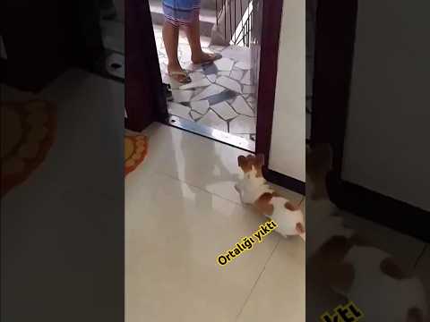 #shortvideo #köpek cinnet geçiren köpek ortalığı birbirine kattı #haber #sondakika #komedi