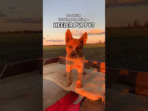 Mini velociraptors aren’t for the faint hearted 🤪 #heelerpuppy #redheelerpuppy #puppiesofyoutube