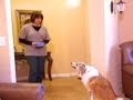 Understanding Dog Behavior and Training Techniques