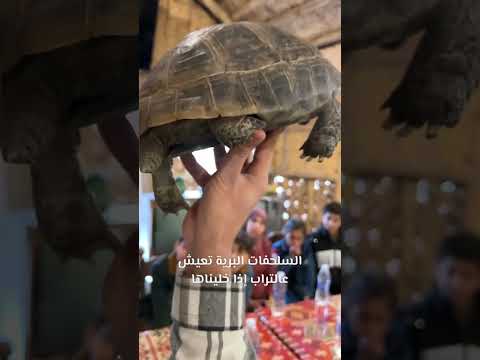 توضيح بسيط للاطفال عن طرق تشخيص السلاحف البرية