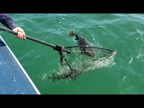 I Can't Believe I Caught This!