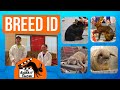 Rabbit Breed Identification Strategies