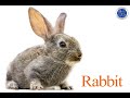 Identifying Animals in Video Content
