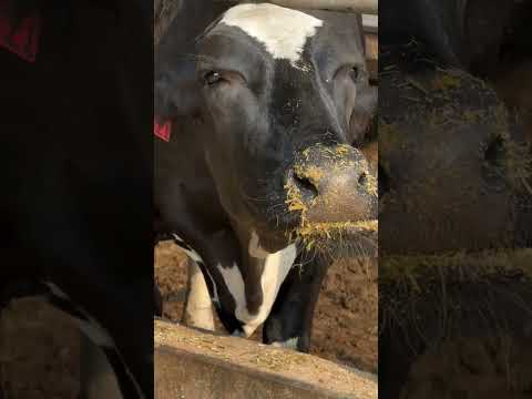 ESTA GRANJA ORDEÑA 3,600 VACAS AL DÍA: LA GRANJA MAA GRANDE DE ESTADOS UNIDOS