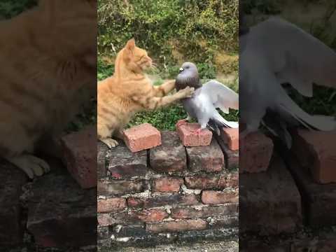 На это можно смотреть ВЕЧНО!! Смешные Кошки и Собаки! 😂😂😂 #Shorts