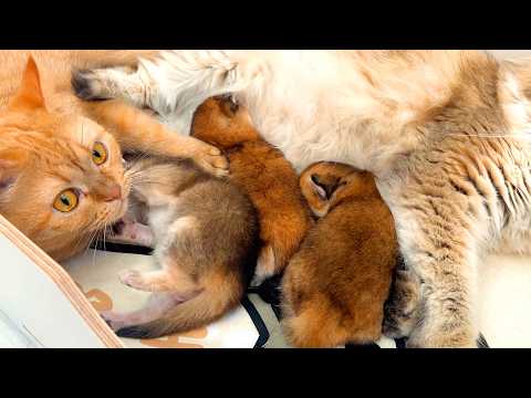 Mama cat in shock - ginger cat took her kittens and kicked her out of the house