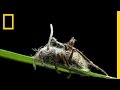 Parasite Photography and Challenges