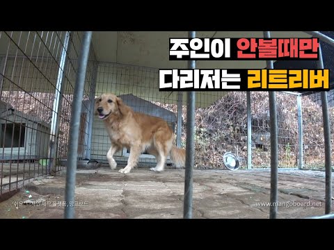 다리 접질려놓고 안아픈척 하는 양봉장 리트리버 병원데리고 가기