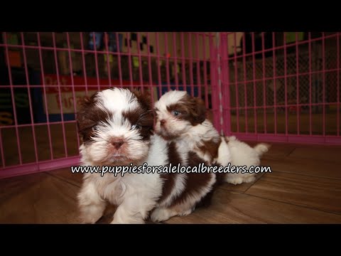 Pomeranian Shih Tzu Puppies For Sale 08 2021