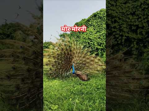 मोर मोरनी को प्यार किया#peacock #birds 🦚🦚🦚🕊️🕊️🫢😘😍😍😍😍🥰🥰🥰