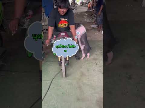นุดขอไปแว้นด้วยสิ🤣🤣🤣 #คลายเครียด #funny #pets #ตลก #ฮาๆ