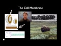 Cell Membrane Functions and Structure