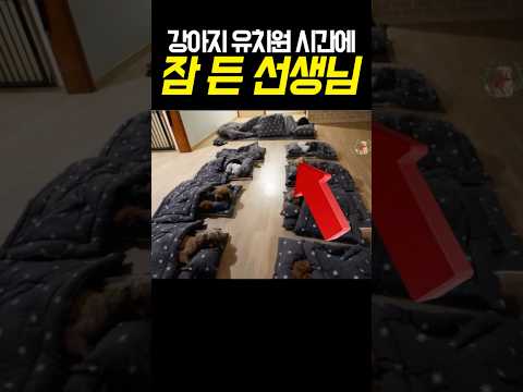 강아지 유치원 시간에 잠 든 선생님 ㅋㅋ