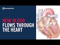 Human Heart and Circulatory System
