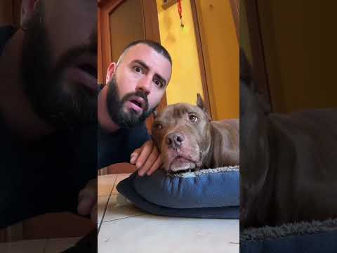 PITBULL VS PITBULL