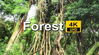 Forest 4K • Nature Relaxation video • Peaceful Relaxing • 4k Video UltraHD