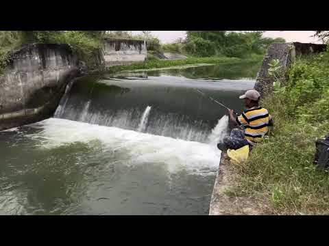 best fishing video in canal | Talapia fishing with earthworms |single hook fishing